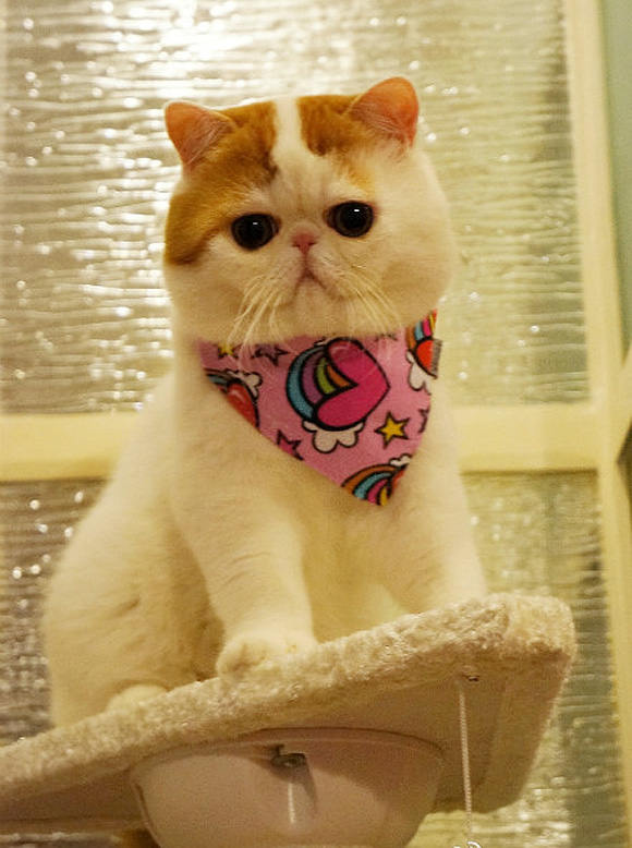Cats1