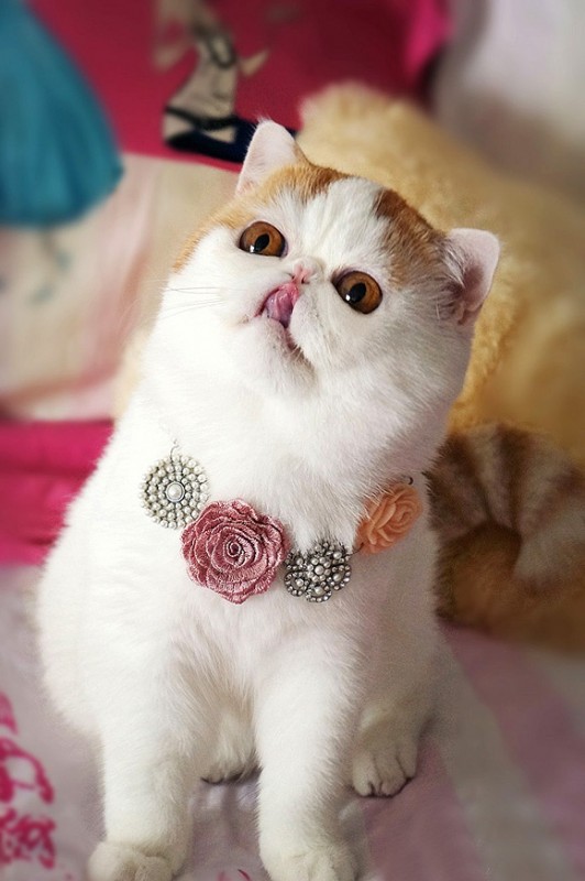 Cats10