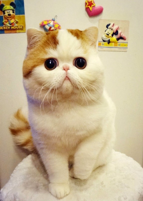 Cats13