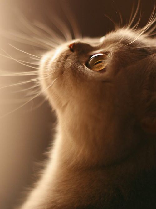 Cats16