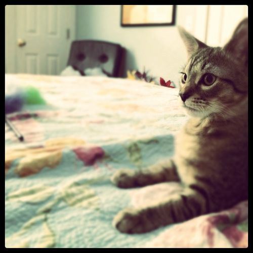 Cats18