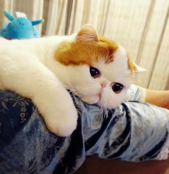 Cats19