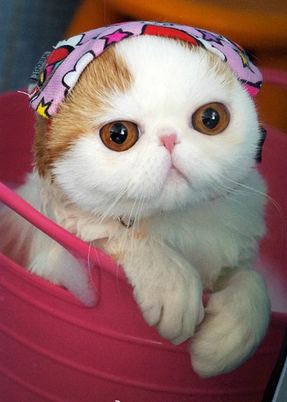 Cats24