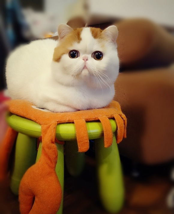 Cats31