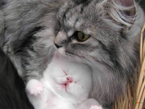 Cats4