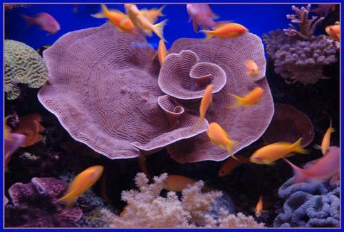 underwater 26