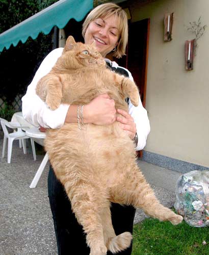 217 30 Funny Examples Of Fat Animals