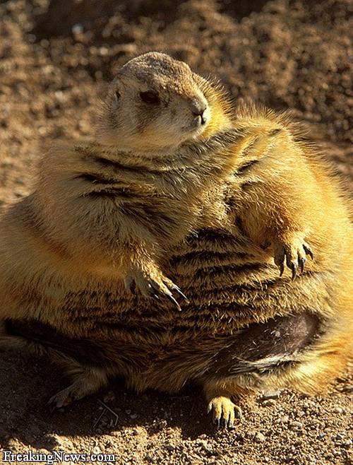 303 30 Funny Examples Of Fat Animals