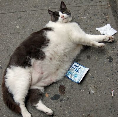 314 30 Funny Examples Of Fat Animals