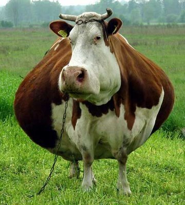 65 30 Funny Examples Of Fat Animals